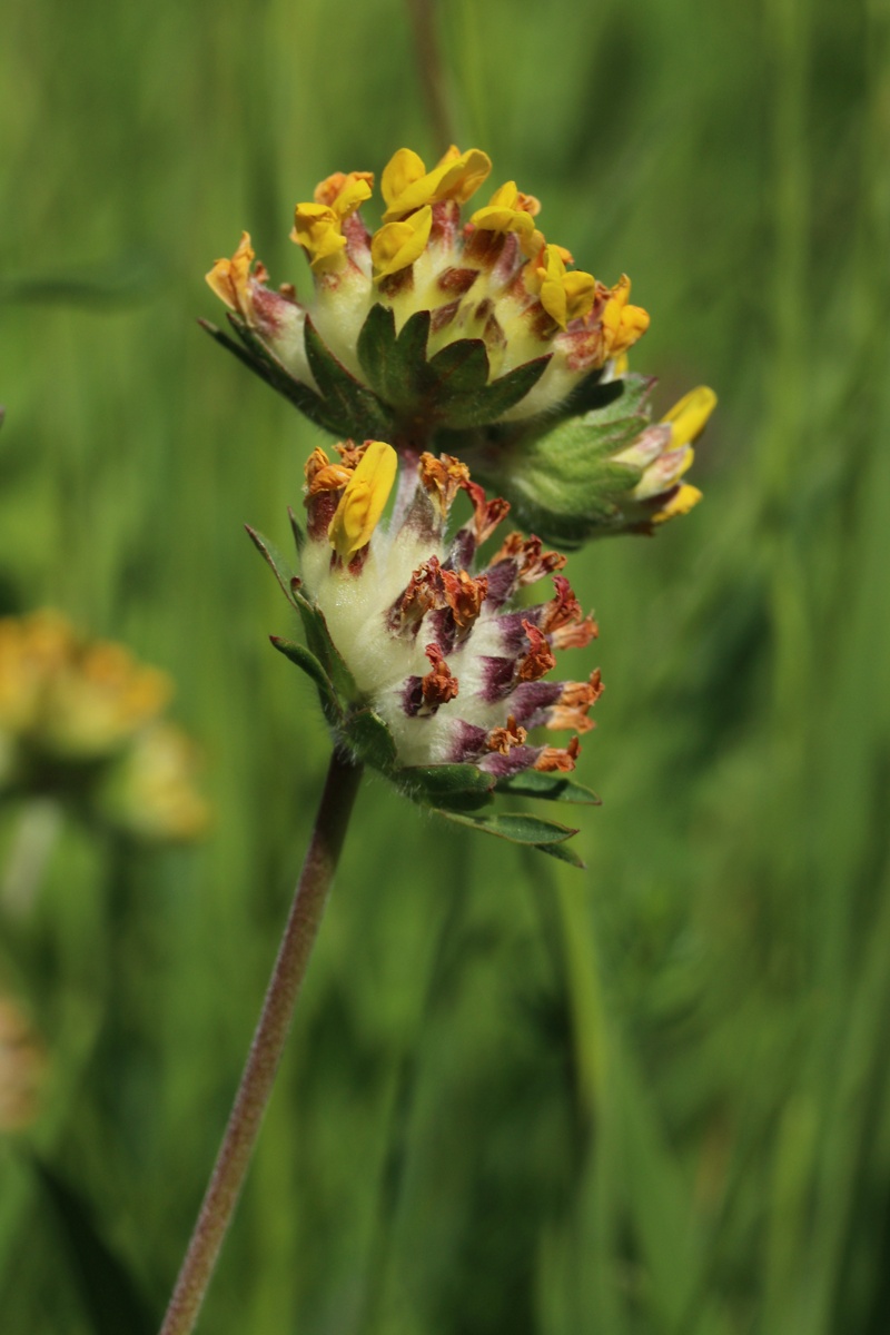 Image of Anthyllis vulneraria specimen.