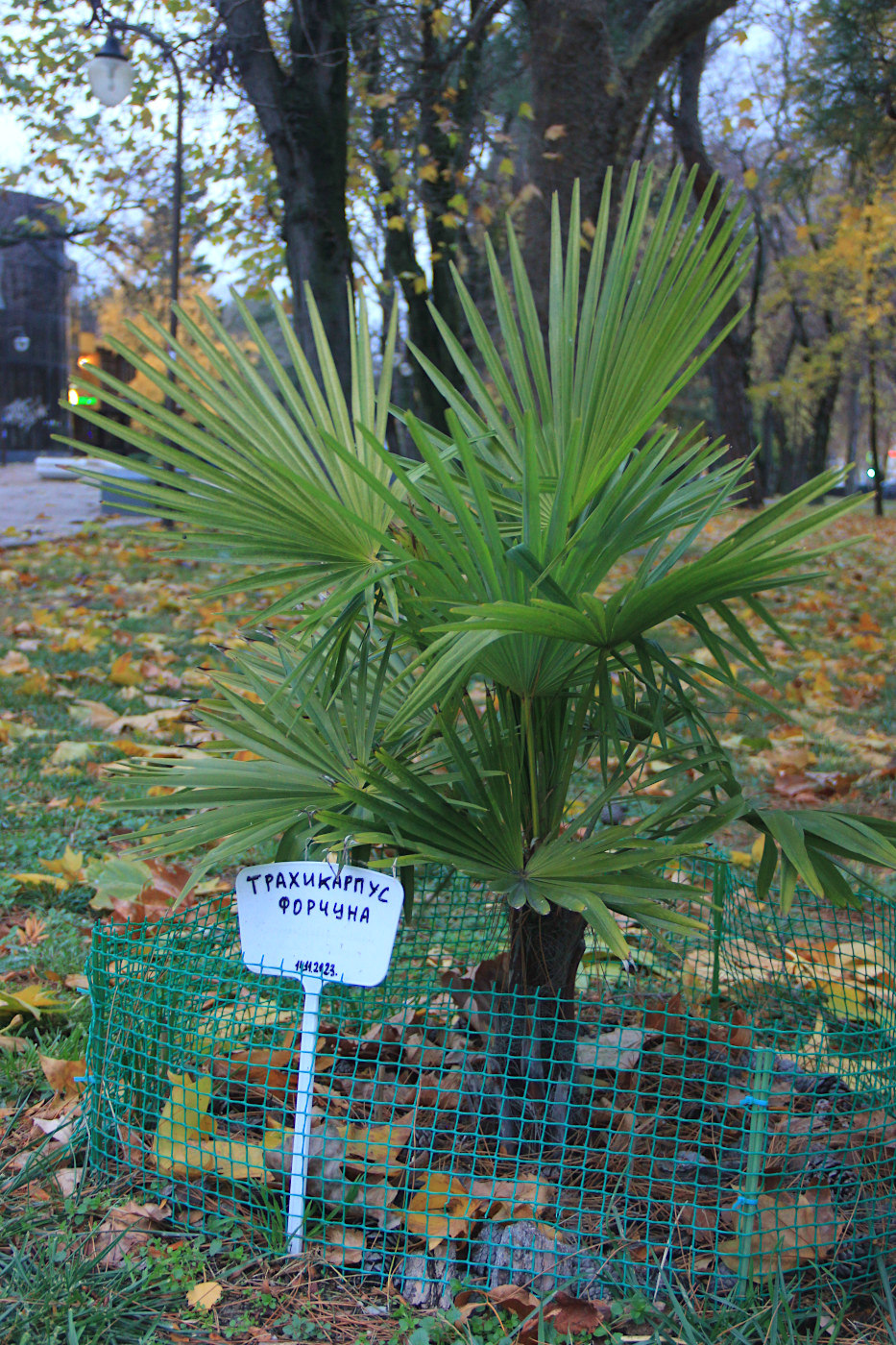 Изображение особи Trachycarpus fortunei.