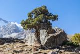 genus Juniperus