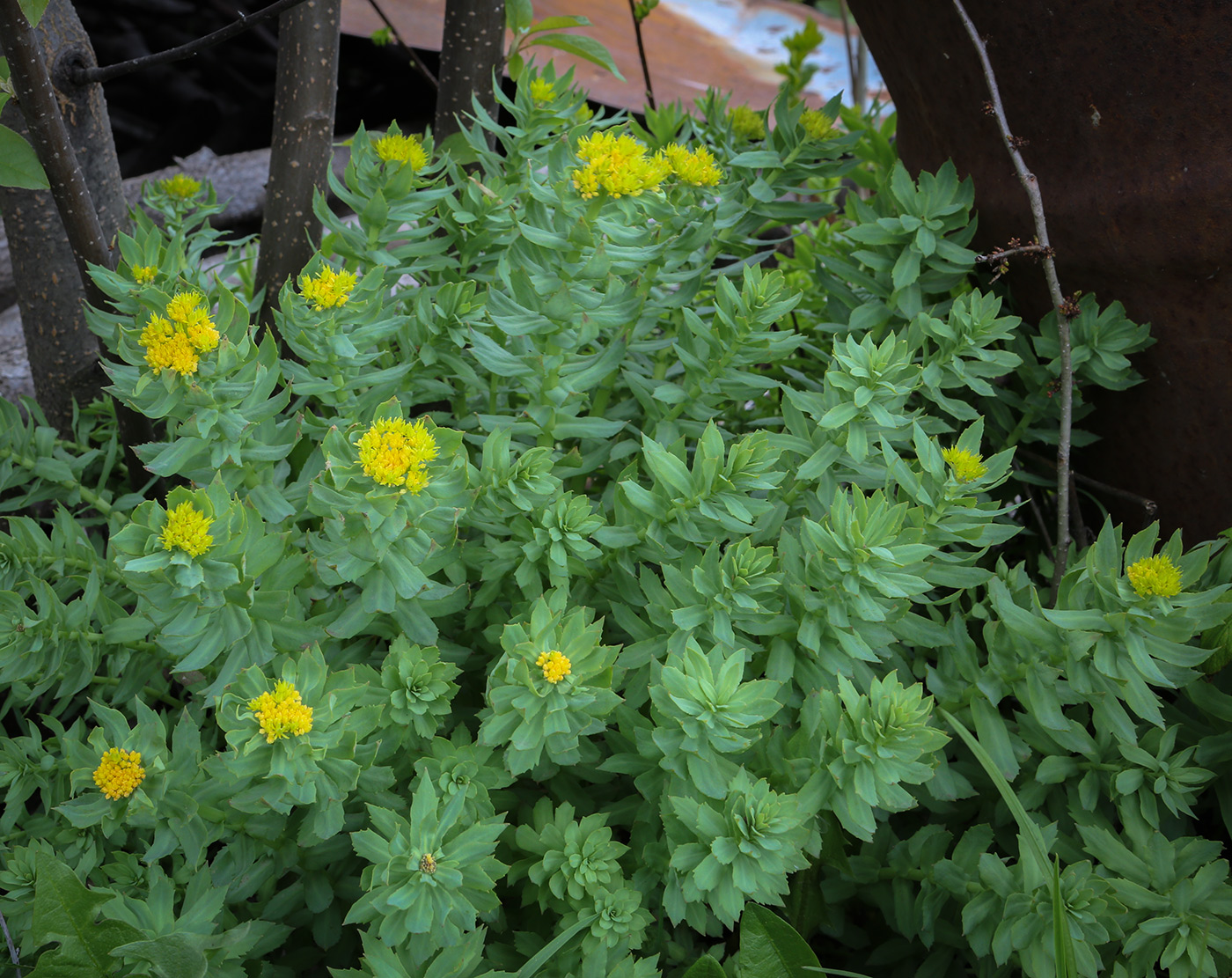 Image of Rhodiola rosea specimen.