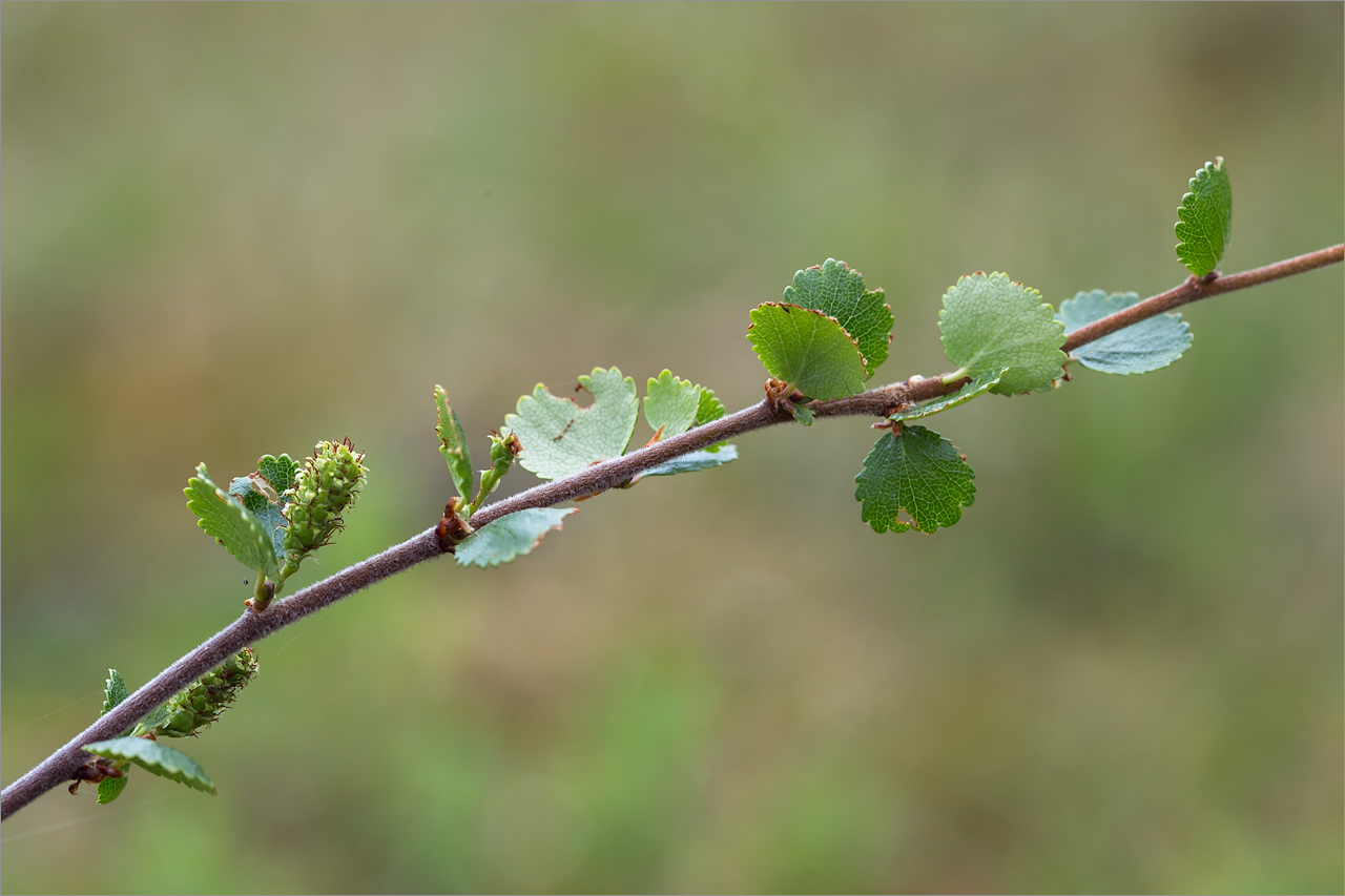 Изображение особи Betula nana.