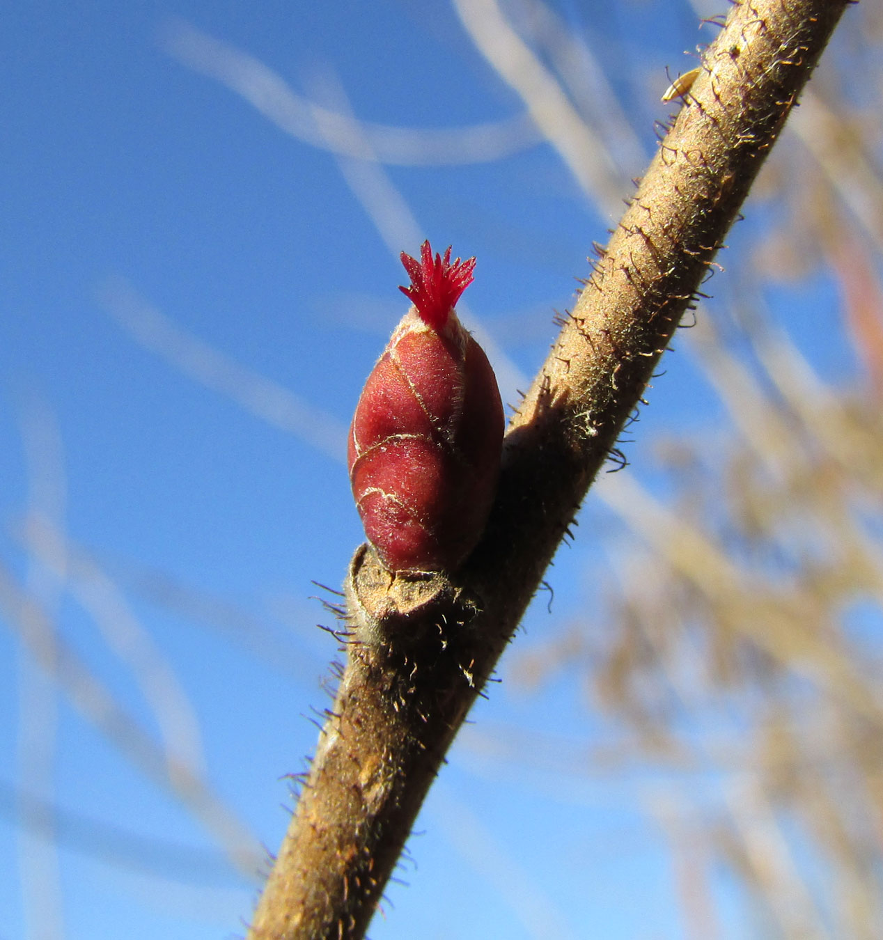 Изображение особи Corylus avellana.