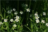 Stellaria holostea. Верхушки цветущих побегов. Тульская обл., пос. Дубна, дачный участок (принесена из широколиственного леса \"Просек\" в окр. пос. Дубна и размножена). 13.05.2010.