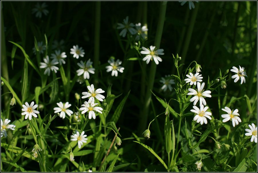 Image of Stellaria holostea specimen.