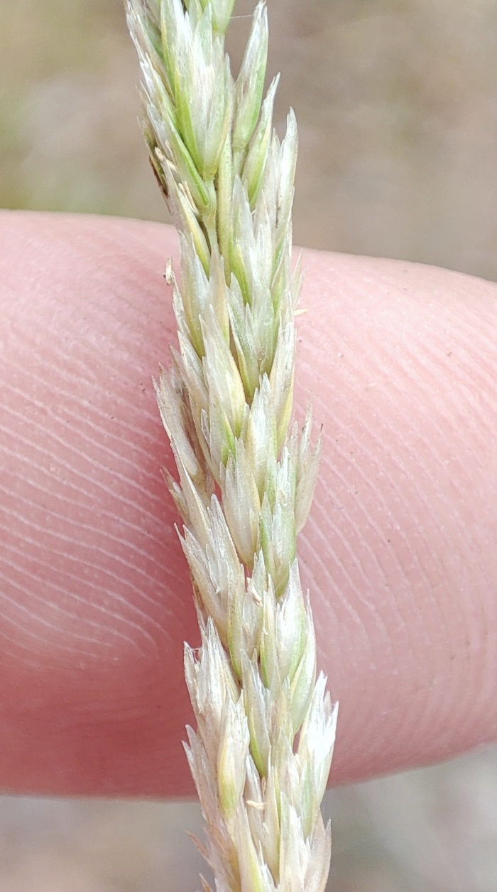 Image of Koeleria glauca specimen.