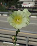 Alcea rugosa