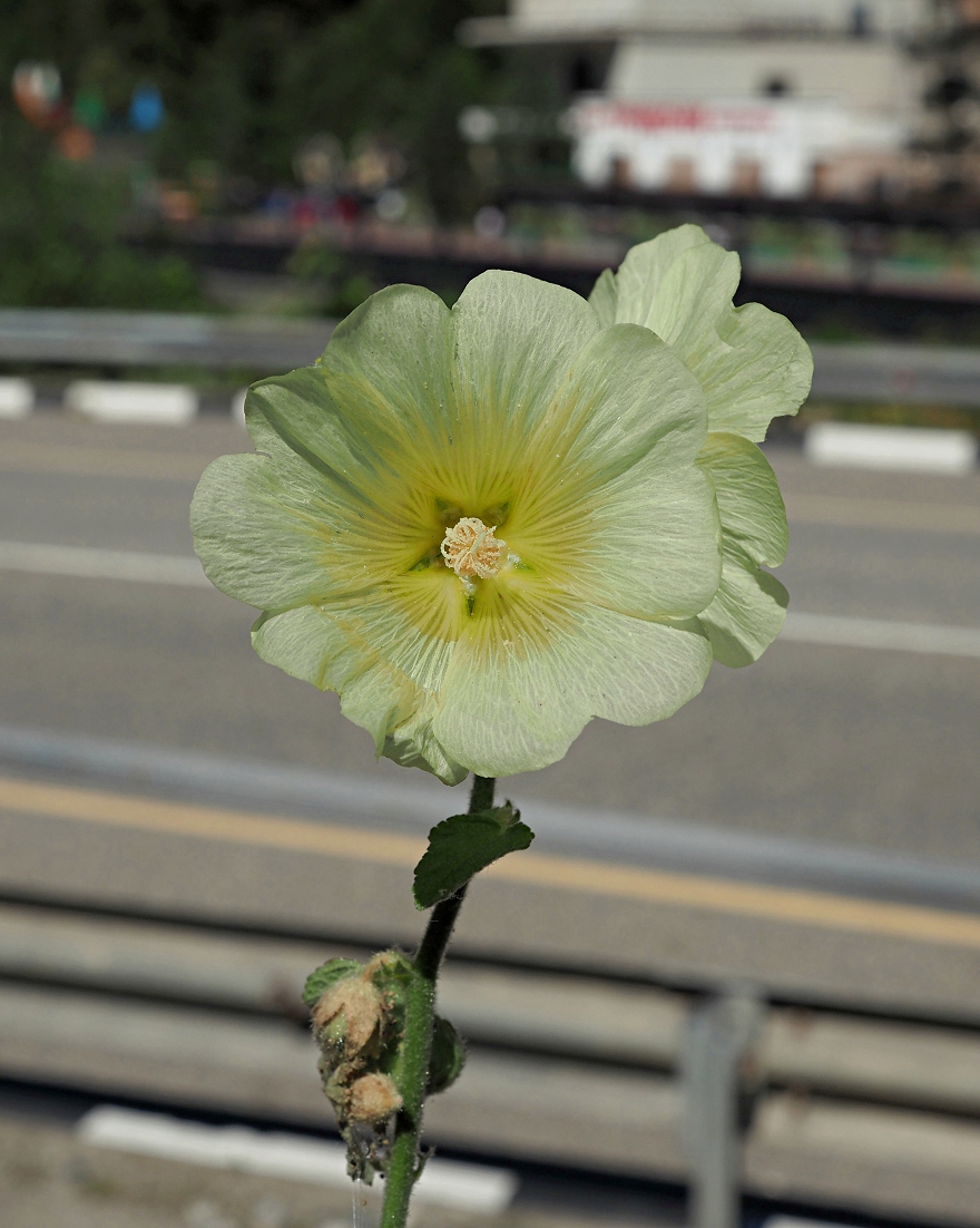 Image of Alcea rugosa specimen.