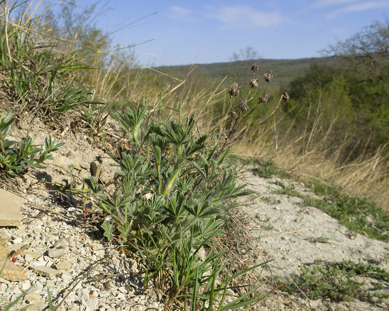 Image of genus Potentilla specimen.