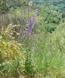 View full-size image Campanula bononiensis