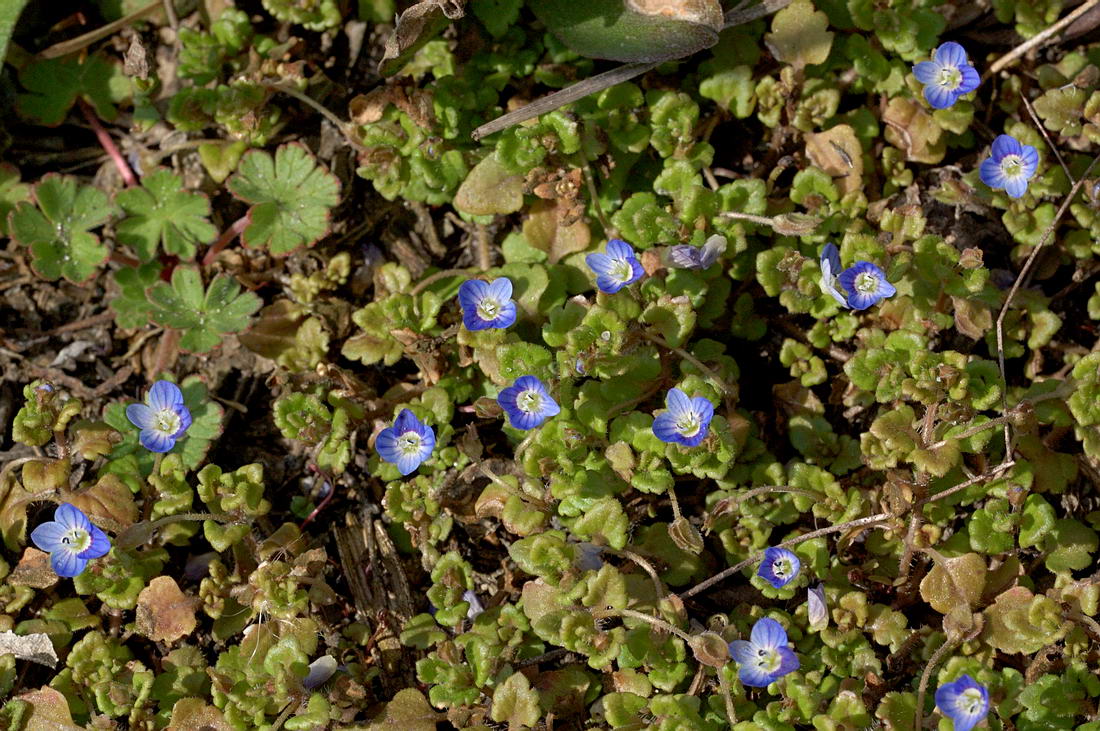 Image of Veronica polita specimen.