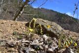 View full-size image Tussilago farfara