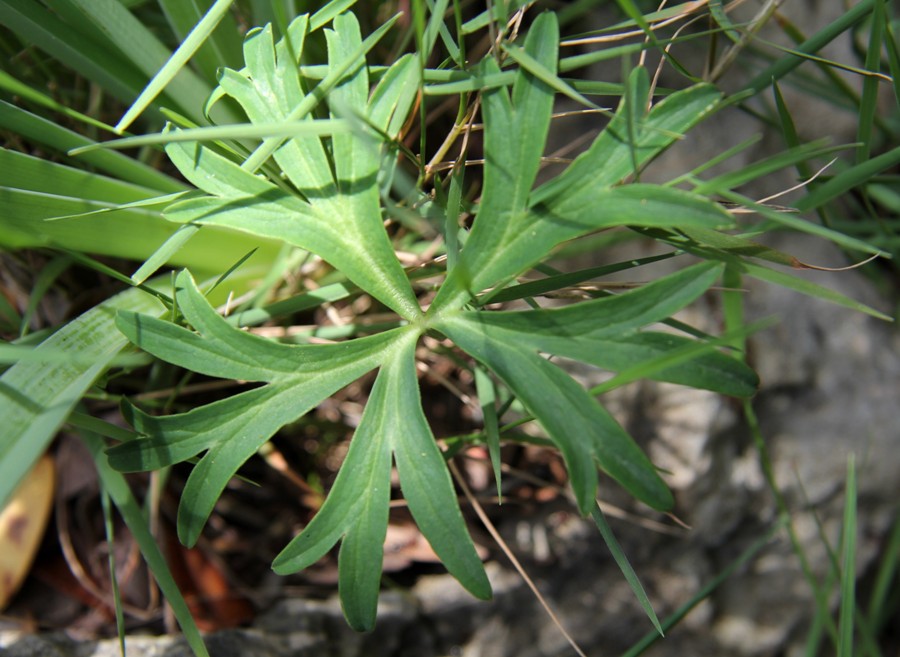 Image of Anemone hortensis specimen.