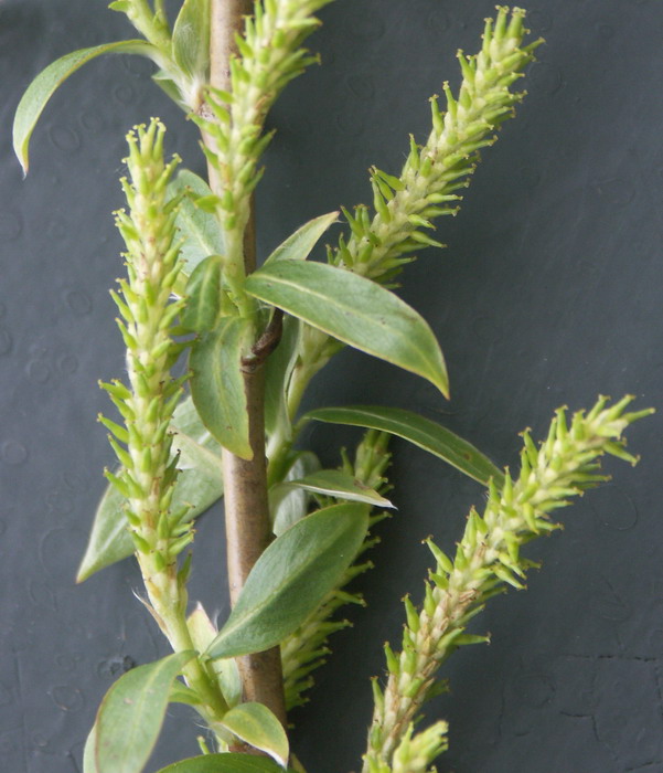 Image of Salix triandra specimen.