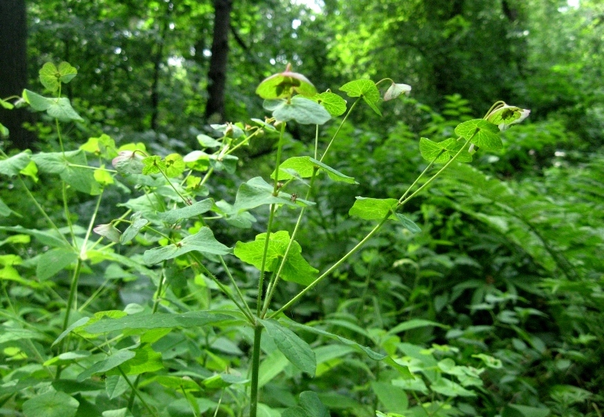 Image of Euphorbia macroceras specimen.