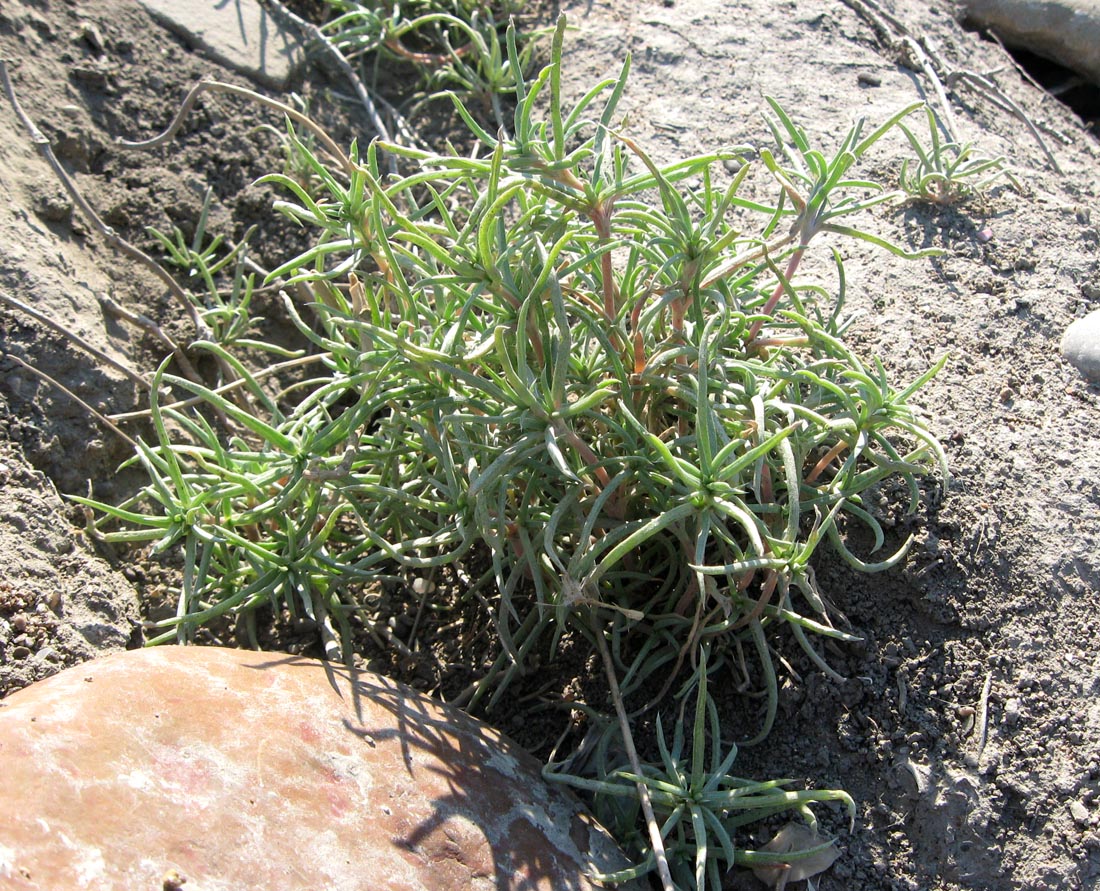 Image of Petrosimonia brachiata specimen.