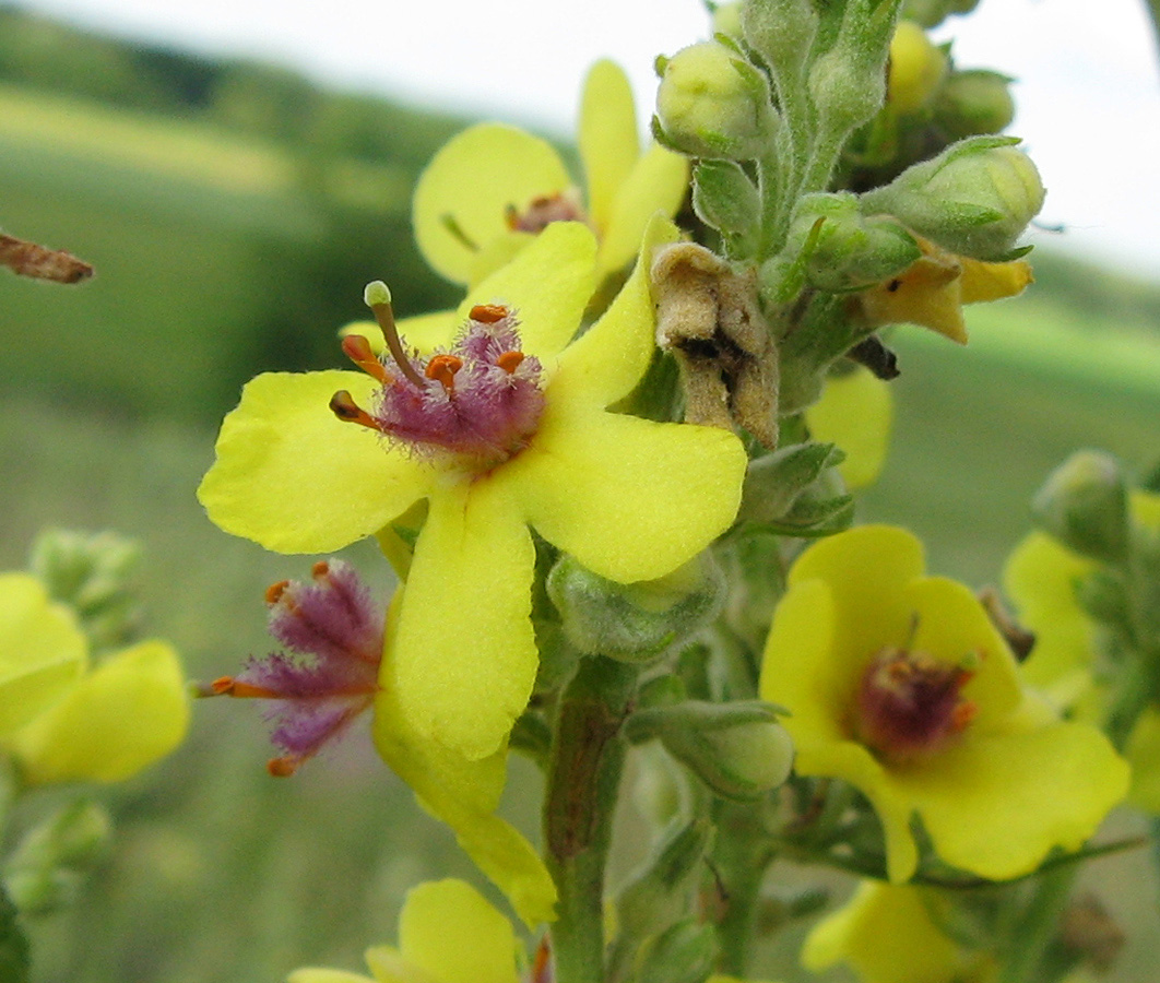 Изображение особи Verbascum marschallianum.