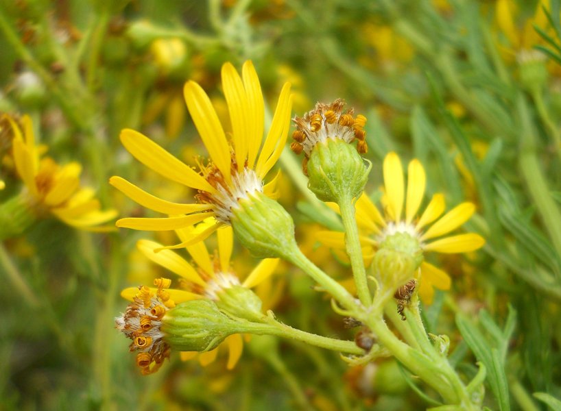 Image of Senecio erucifolius specimen.