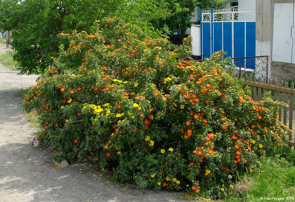 Image of Rosa foetida specimen.