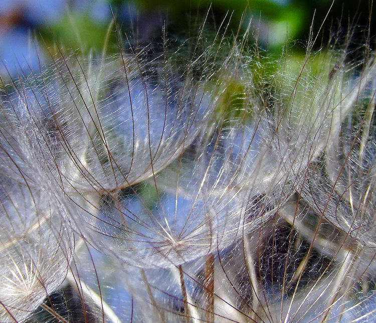 Изображение особи Tragopogon porrifolius ssp. longirostris.