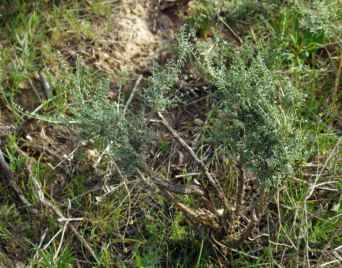 Изображение особи Astragalus neolipskyanus.