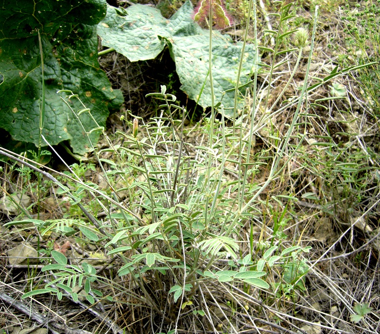 Image of Hedysarum macranthum specimen.