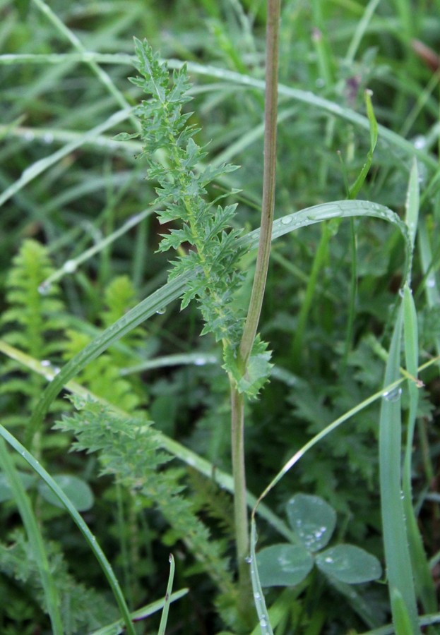 Изображение особи Filipendula vulgaris.