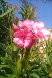 Nerium oleander