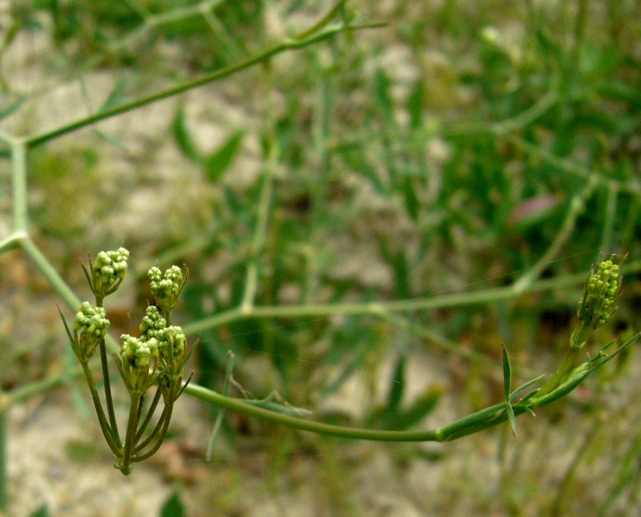 Изображение особи семейство Apiaceae.