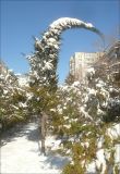 Cupressus sempervirens