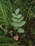 Pimpinella saxifraga