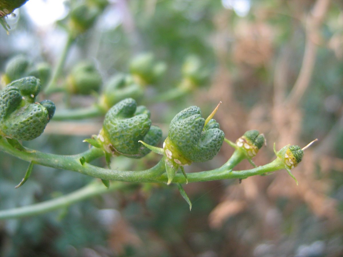 Image of Ruta divaricata specimen.