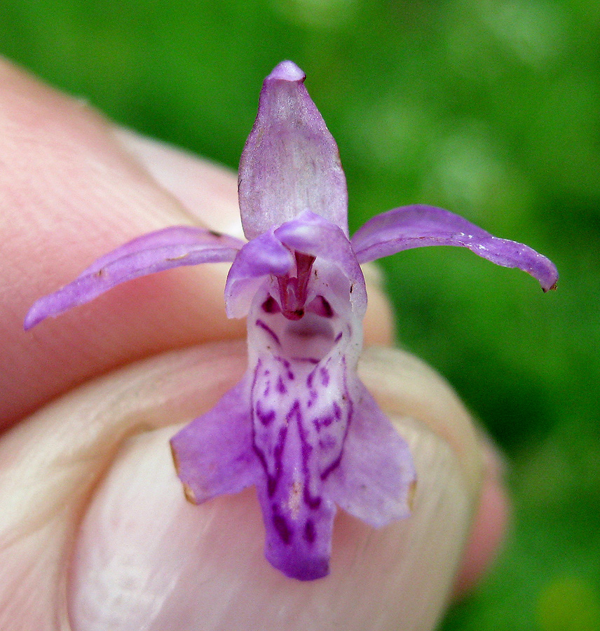 Image of Dactylorhiza majalis specimen.