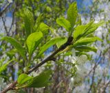 Prunus domestica. Ветвь с соцветиями. Татарстан, г. Бавлы, сад. 05.05.2012.