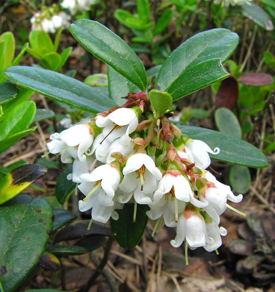 Image of Vaccinium vitis-idaea specimen.