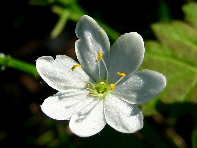 Изображение особи Trientalis europaea.