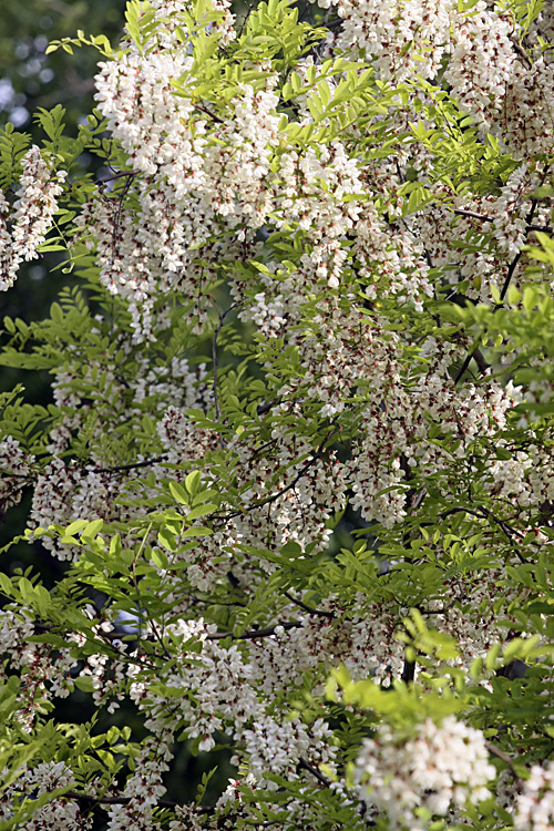 Изображение особи Robinia pseudoacacia.