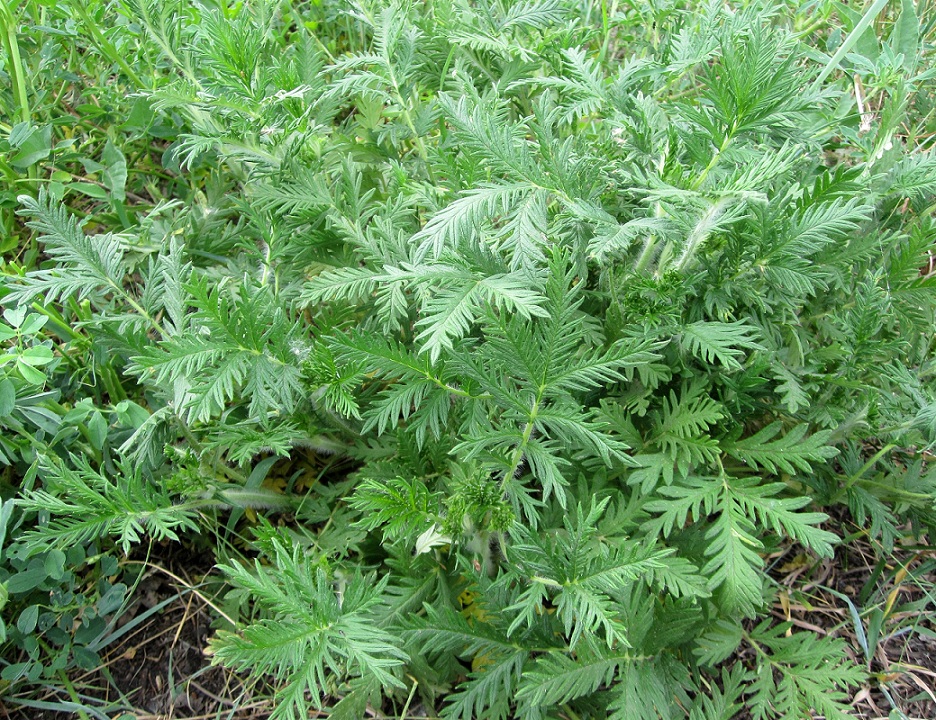 Image of Potentilla conferta specimen.