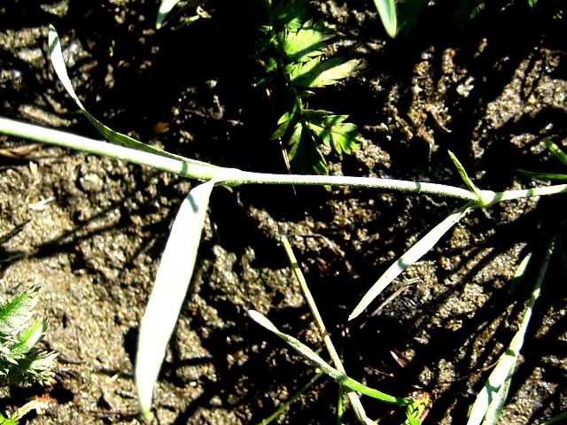 Image of Dianthus versicolor specimen.