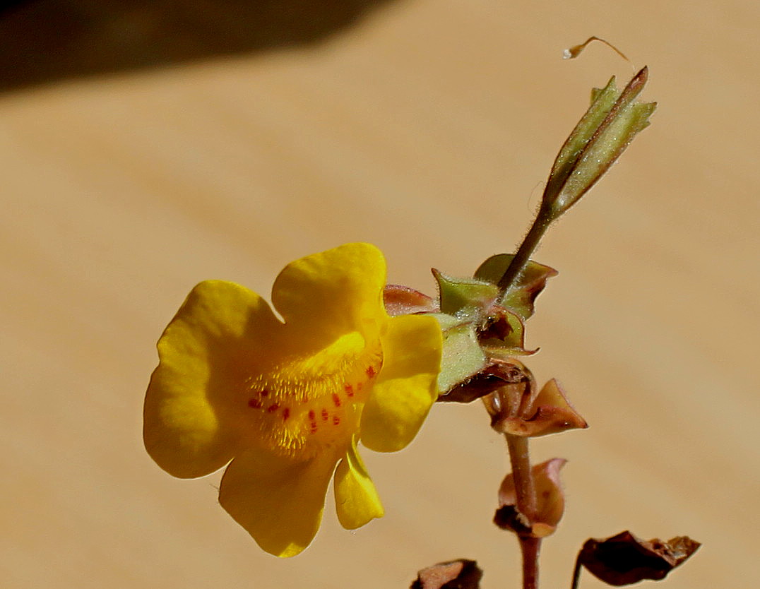 Изображение особи Mimulus guttatus.