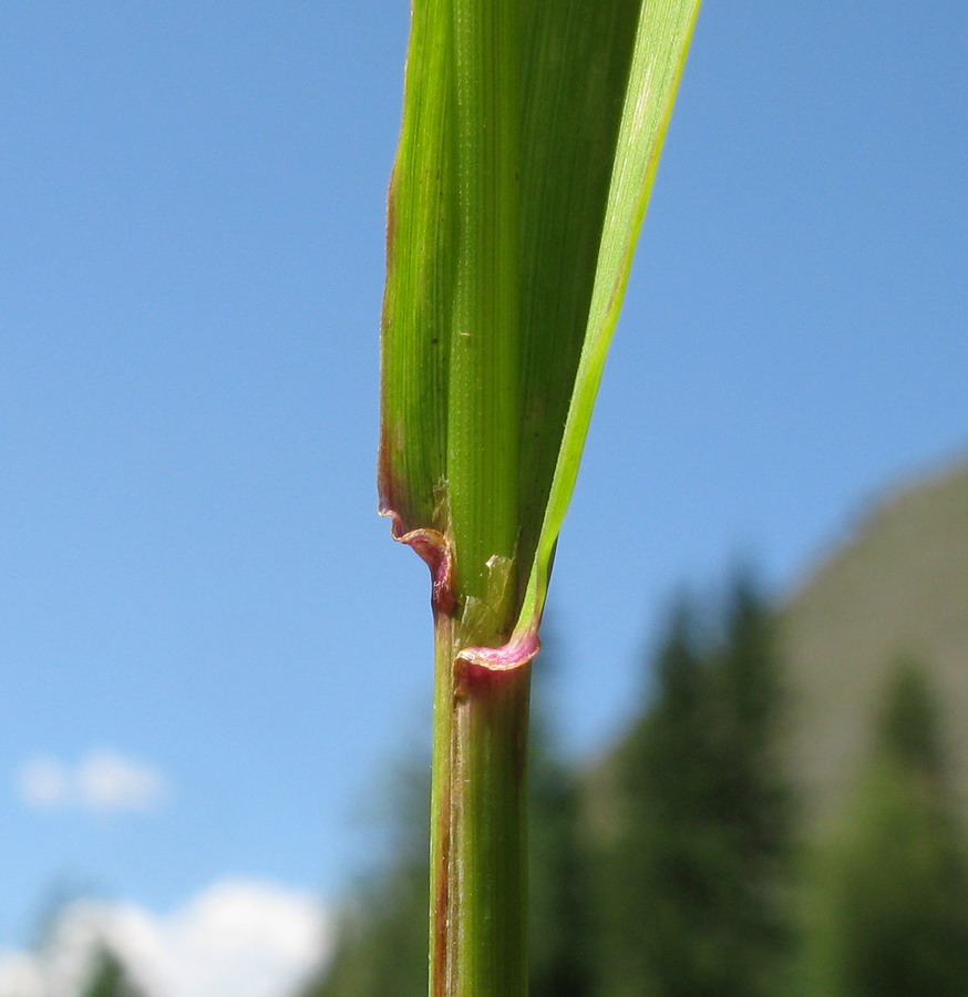 Image of Festuca extremiorientalis specimen.