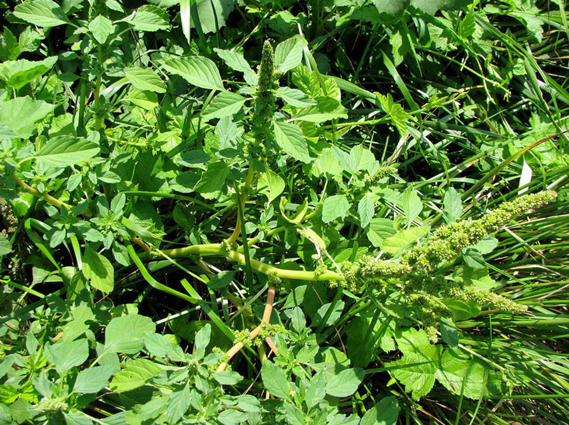 Image of Amaranthus blitum specimen.