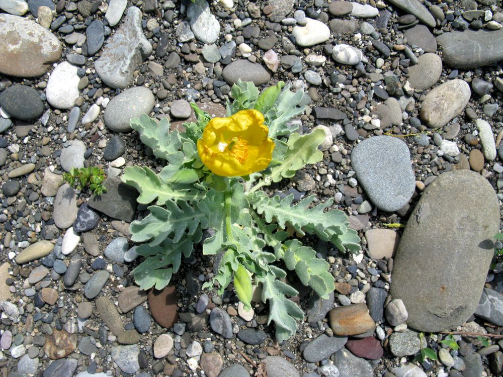 Image of Glaucium flavum specimen.