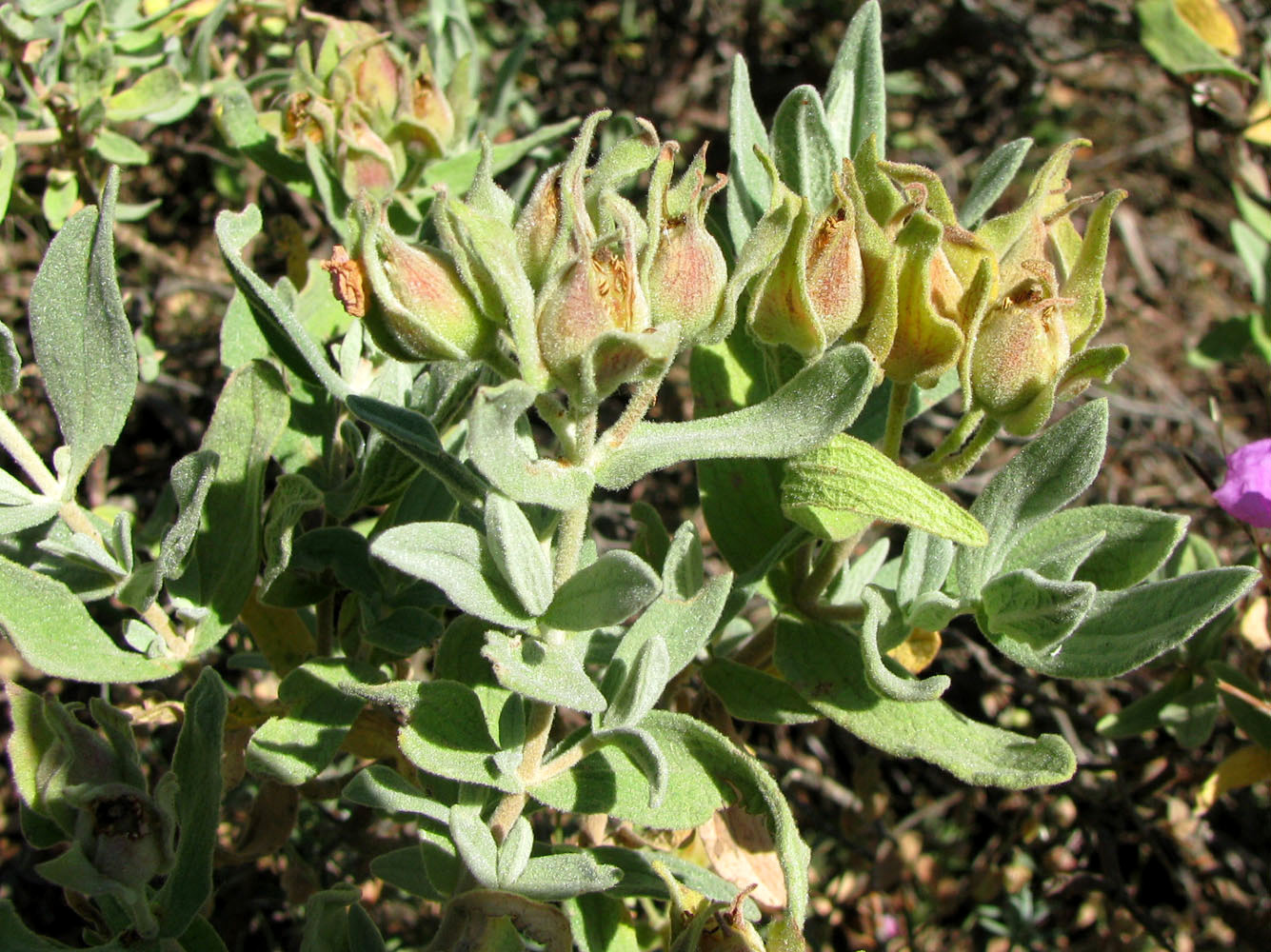 Image of Cistus albidus specimen.