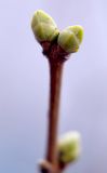 Syringa vulgaris