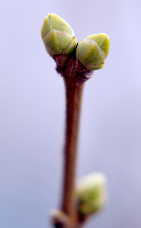 Изображение особи Syringa vulgaris.