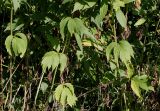 Rudbeckia laciniata. Листья в средней части побегов. Германия, г. Krefeld, ботанический сад. 16.09.2012.