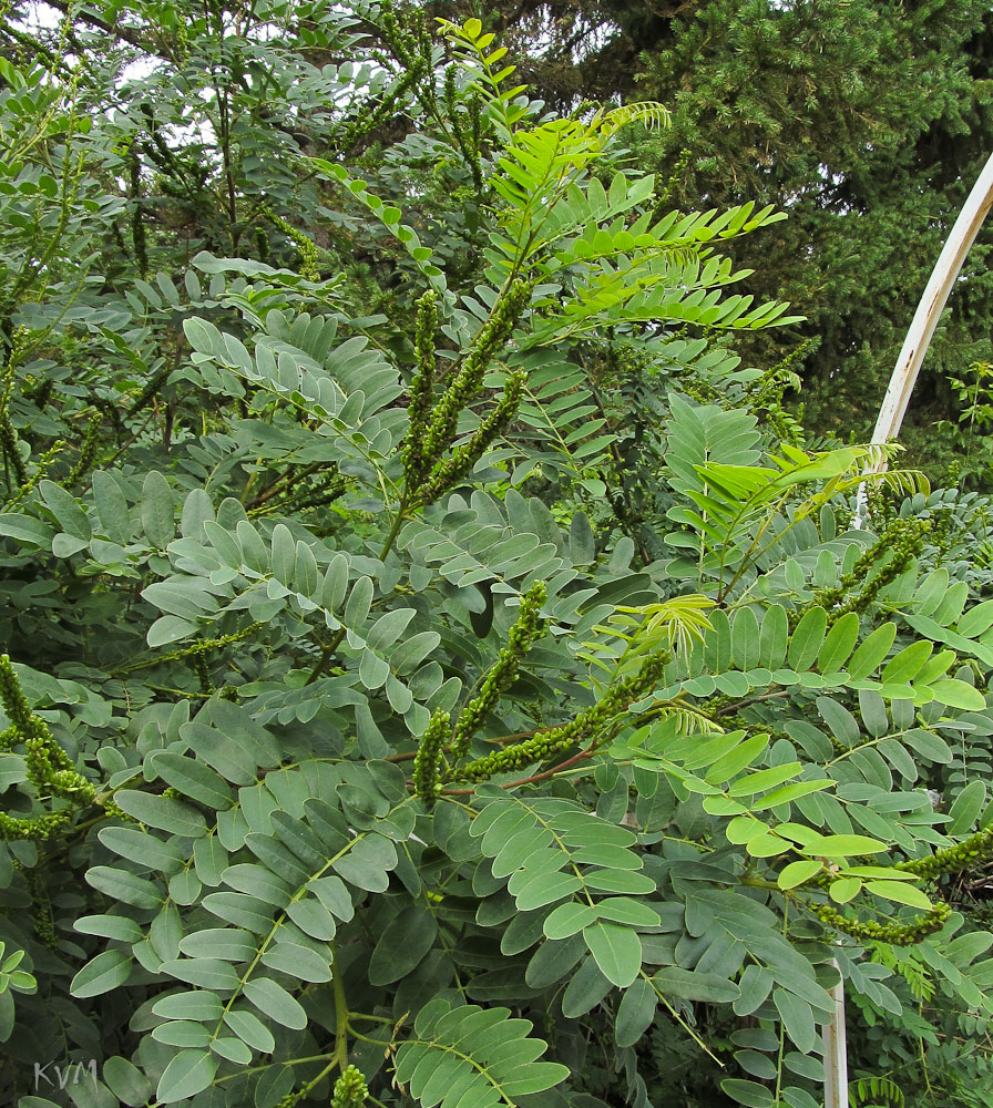 Image of Amorpha fruticosa specimen.