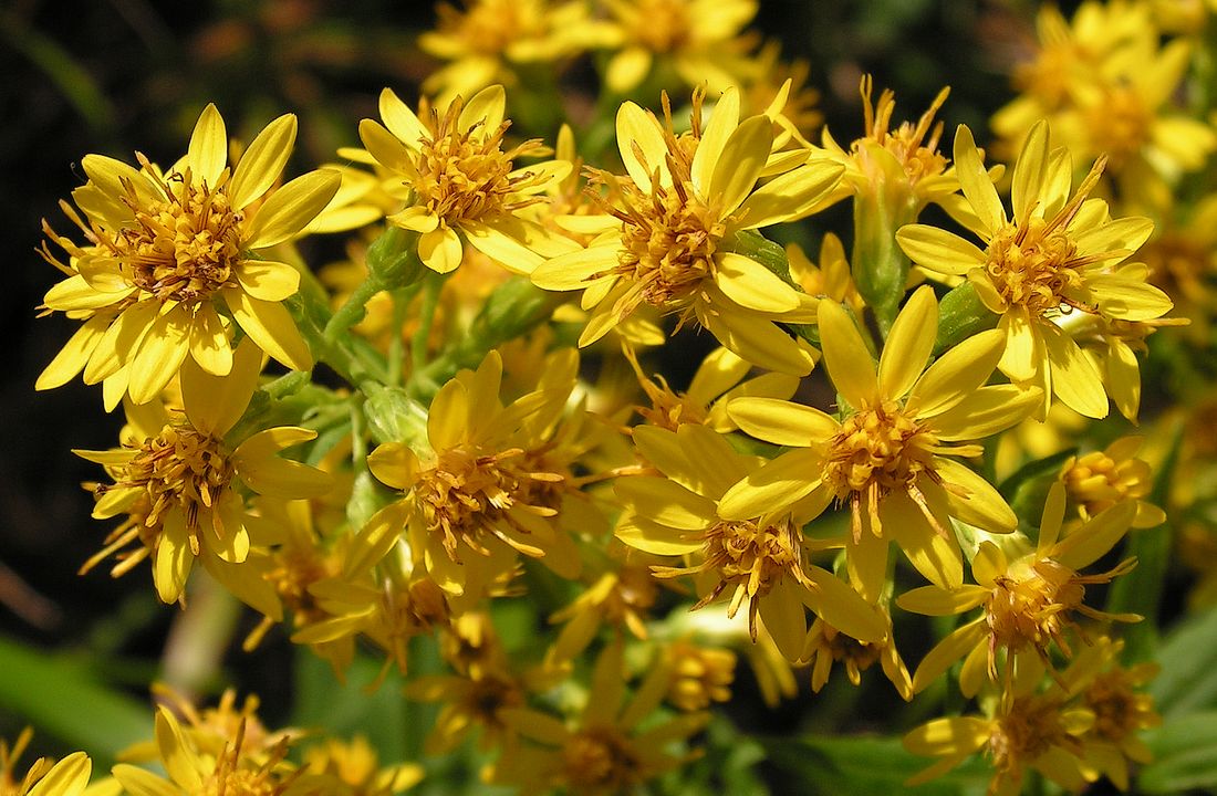 Image of Solidago virgaurea ssp. dahurica specimen.