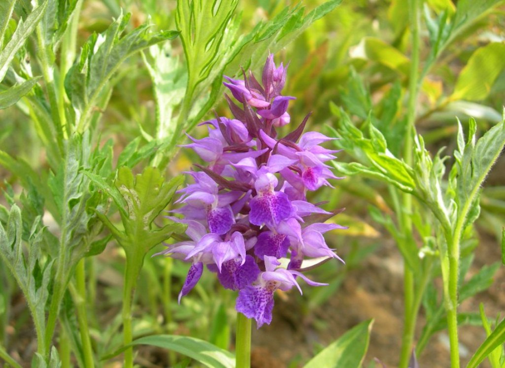 Изображение особи Dactylorhiza aristata.