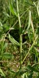 Achillea salicifolia